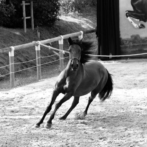 Haras de Vendée